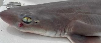 Опасность песчаной акулы для человека: факты и рекомендации
