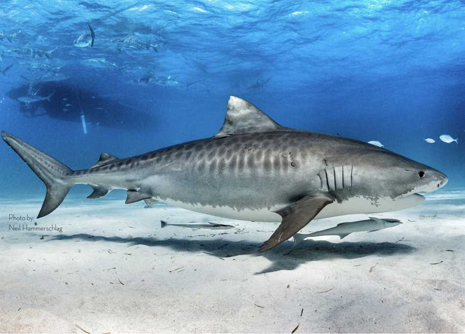 Питание и привычки песчаной акулы