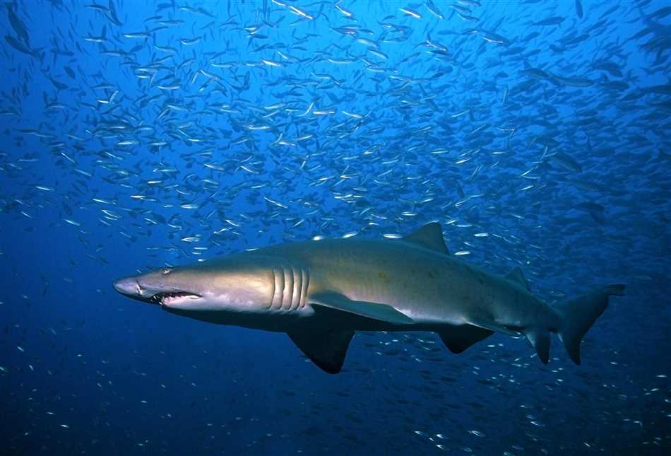 Меры предосторожности при плавании в местах обитания песчаных акул