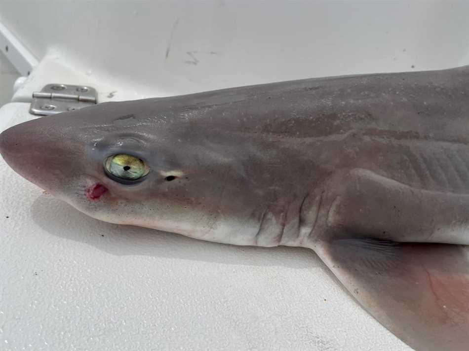 Опасна ли песчаная акула для человека