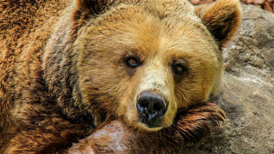 Опасны ли бурые медведи?