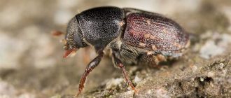 Опасность жуков короедов для человека: что нужно знать
