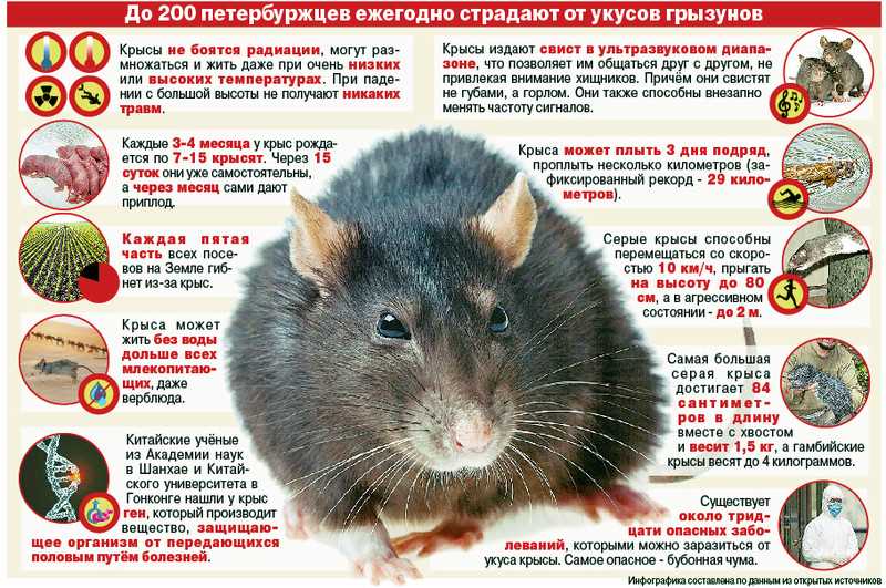 Почему домашние крысы опасны?