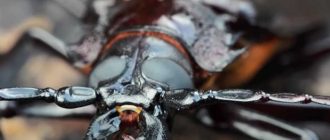 Опасны ли жуки для человека: основные возможные угрозы и меры предосторожности