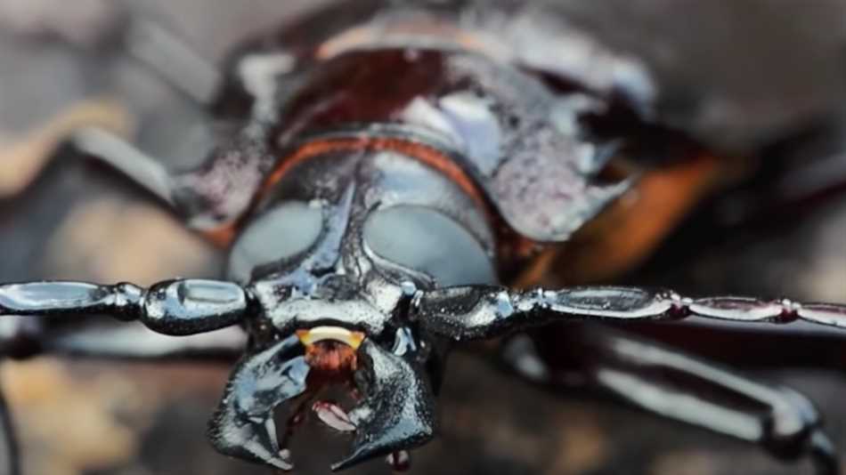 Опасны ли жуки для человека?