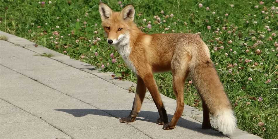 Опасны ли лисы для человека?