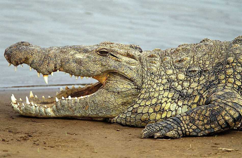 Почему умирают крокодилы?