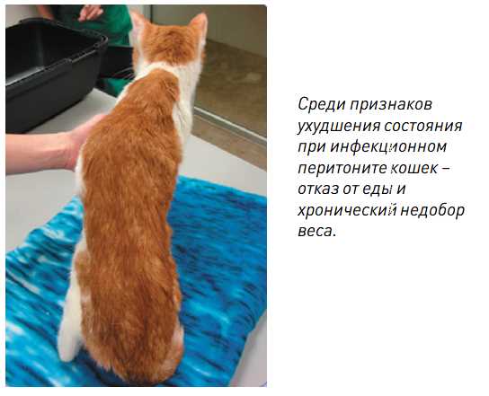 От каких инфекций может умереть кошка?