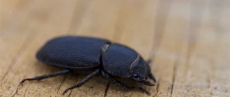 Откуда берутся черные жуки в квартире? Причины и способы устранения.