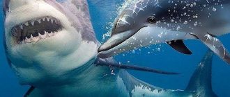 Почему акула боится дельфина
