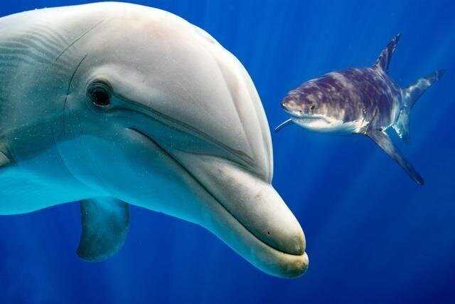 Почему акулы едят дельфинов?