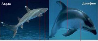 Почему акулы едят дельфинов - причины и особенности