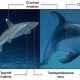 Почему акулы едят дельфинов - причины и особенности