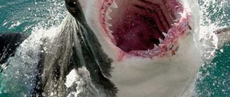 Акулы и боятся боли: научное объяснение
