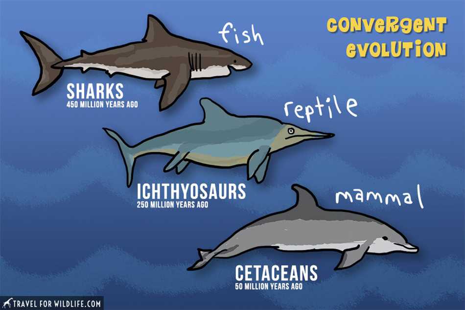Акулы: особенности и классификация