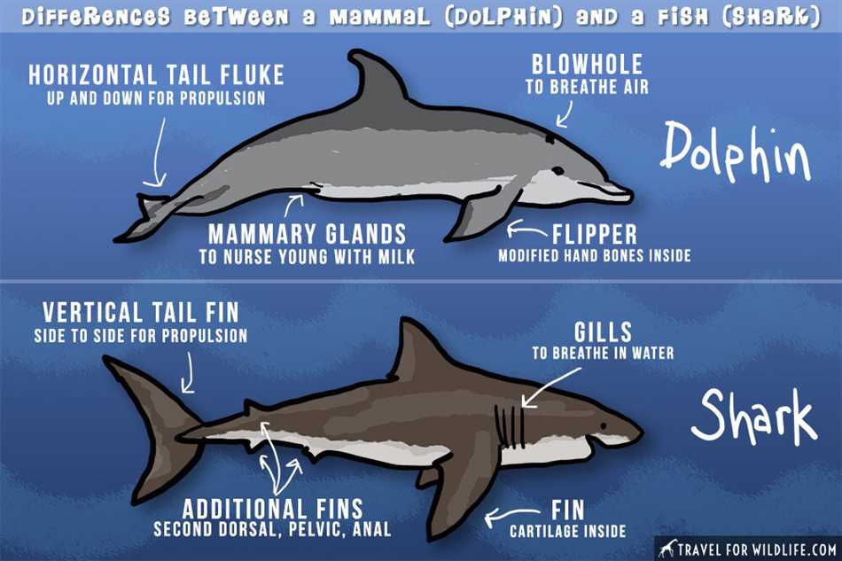 Акулы - хищники моря