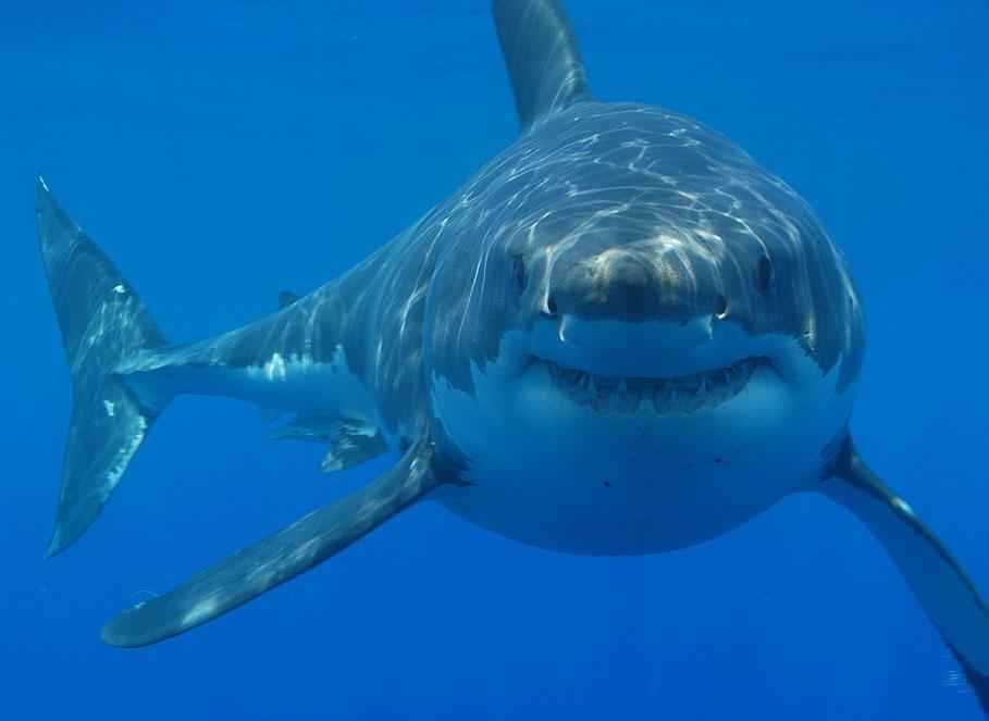 Почему акулы не млекопитающие?