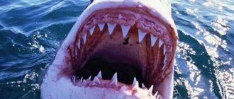 Почему белая акула всегда голодна - основные причины