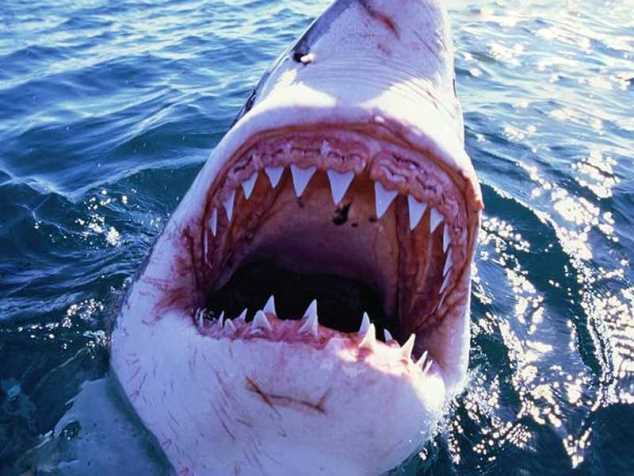 Почему белая акула всегда голодная?