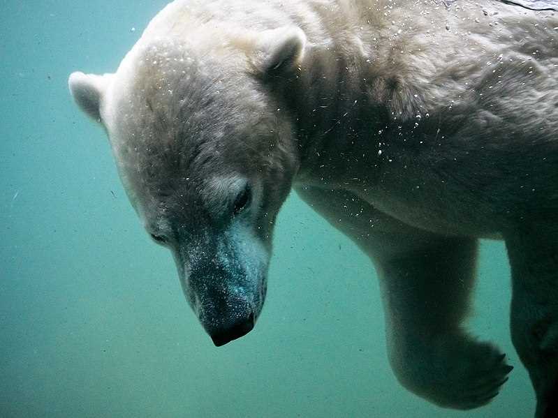 Экология и особенности среды обитания белых медведей