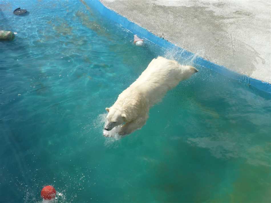 Физиология и приспособления белых медведей к плаванию
