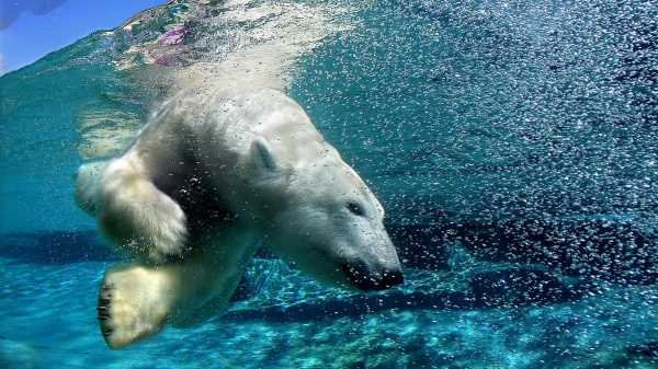 Почему белые медведи любят плавать?