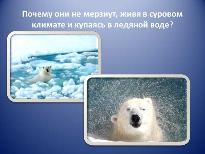 Почему белые медведи не мерзнут в воде?