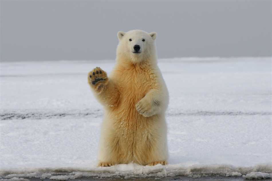 Почему белые медведи не живут в Антарктиде?