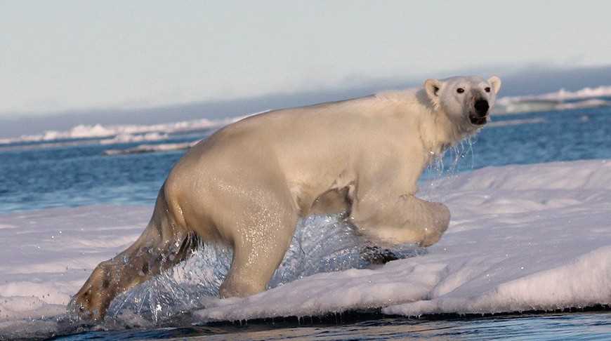 Белые медведи: уникальные обитатели Арктики