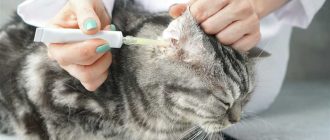 Почему кошки болеют и как им помочь: основные причины и методы лечения