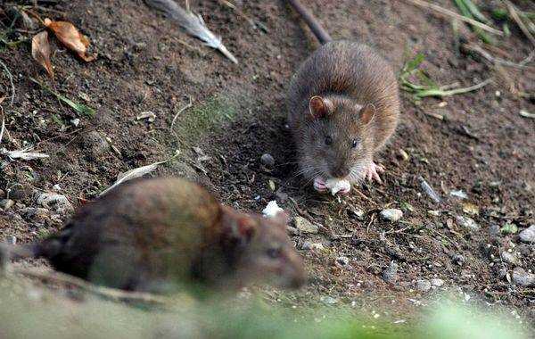 В чем причина страха перед мышами и крысами?