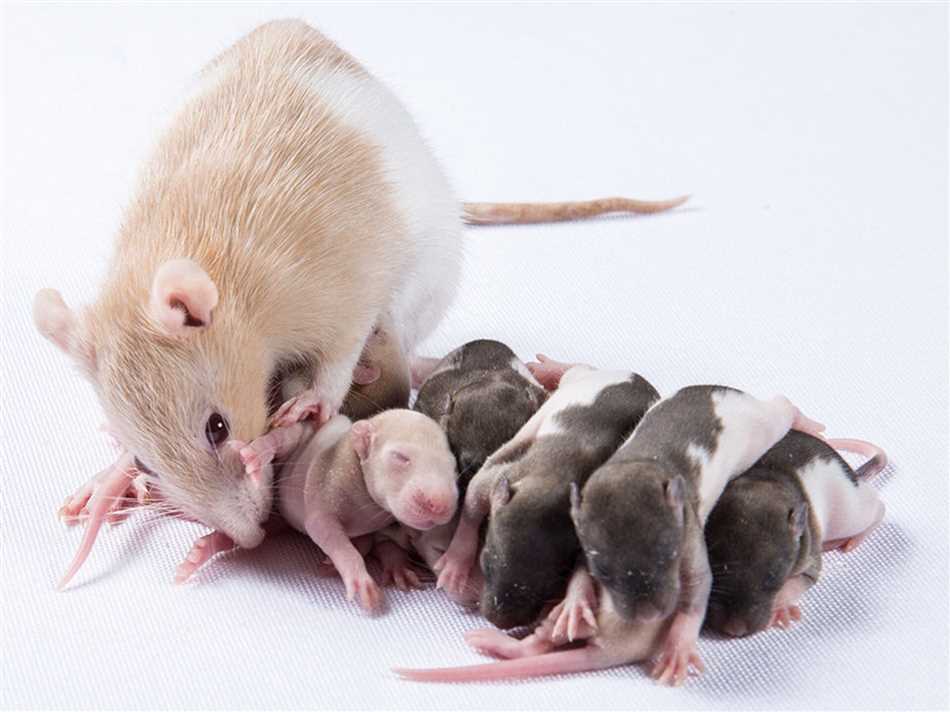 Почему есть люди которые боятся мышей и крыс?