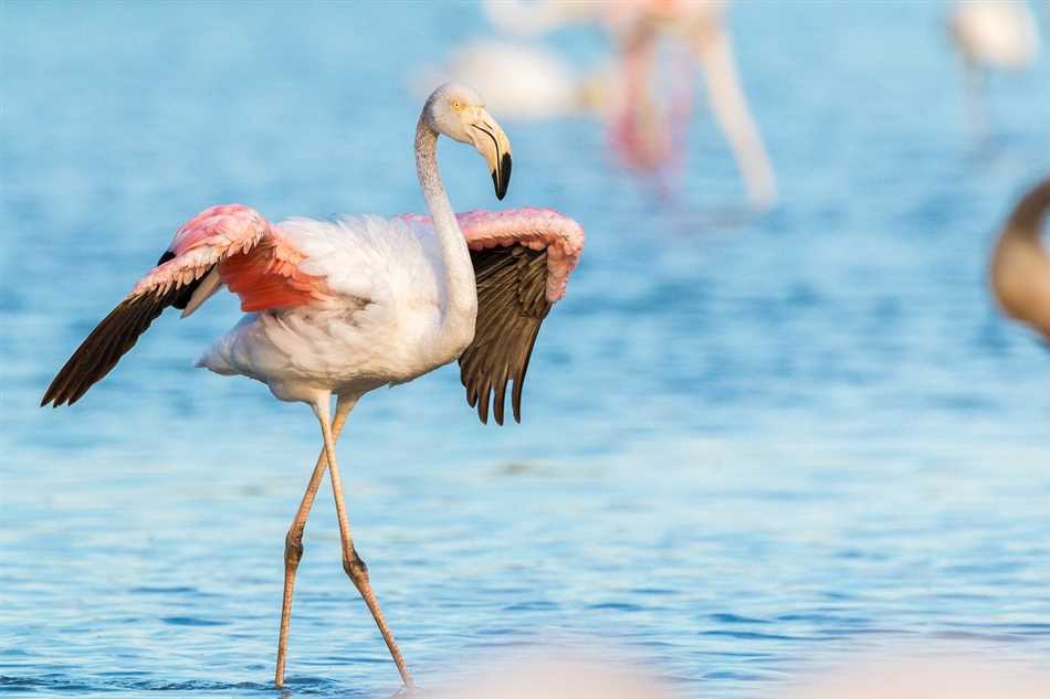 Защитные меры и программы по сохранению фламинго