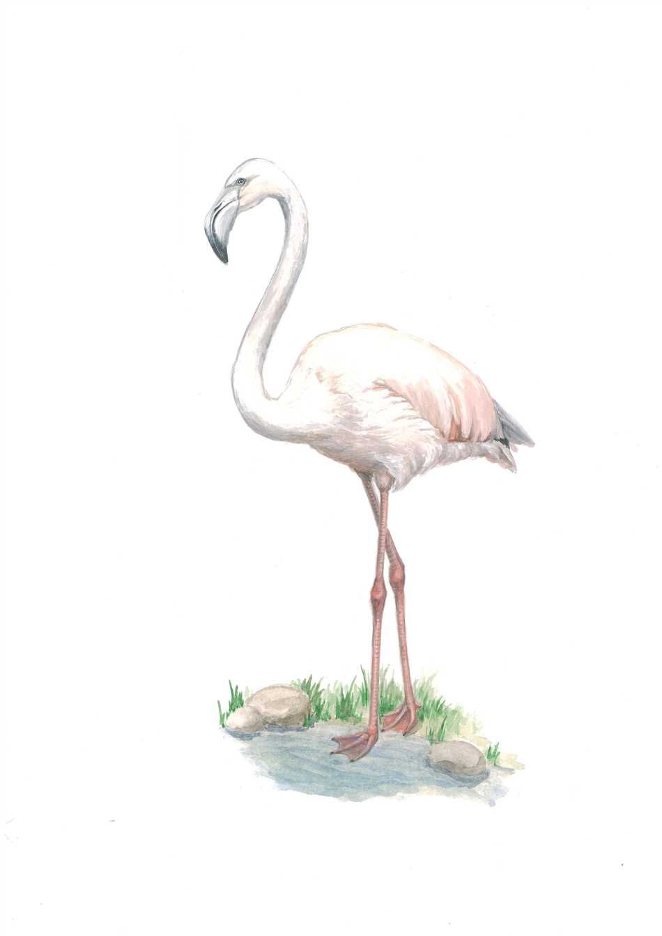 Основные причины занесения фламинго в Красную книгу
