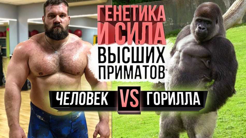 Почему гориллы такие сильные?