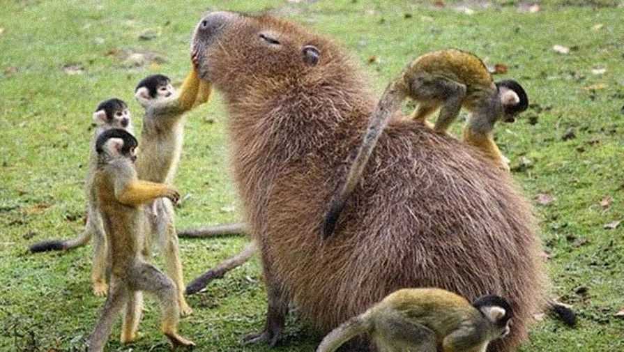 Безответная любовь к другим животным