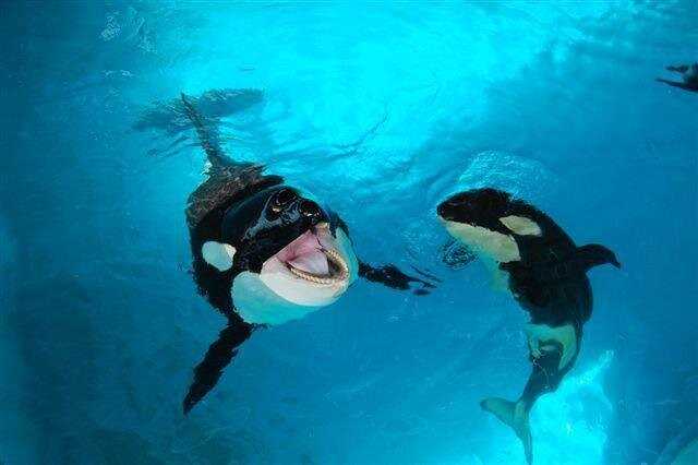 Защитные механизмы