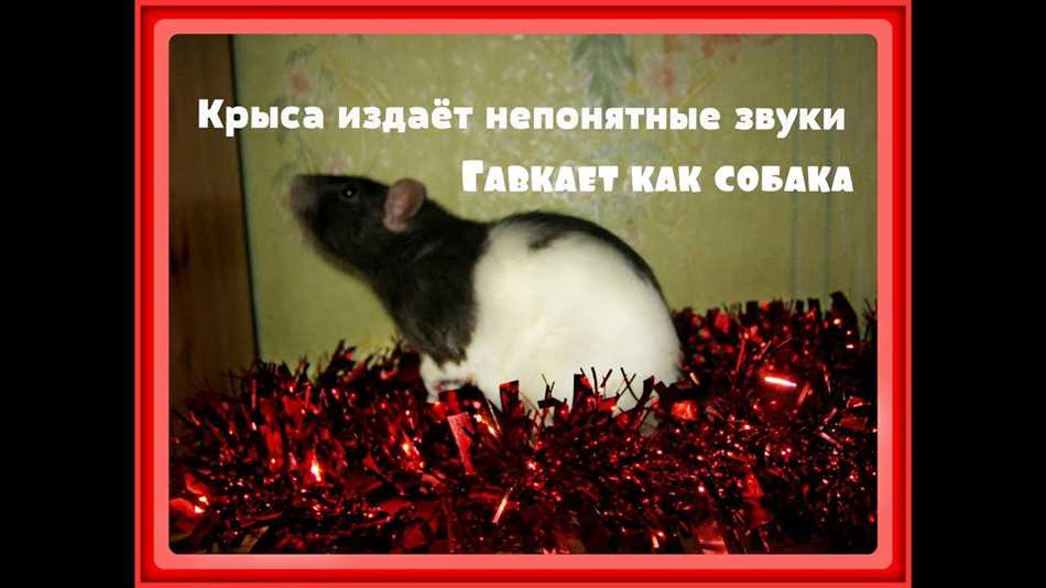 Почему крыса издает скрипящие звуки?