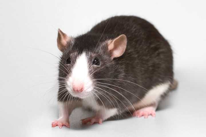 Почему крыса шипит и пищит на других крыс?