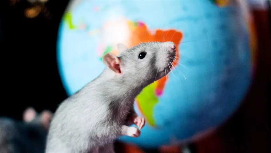 Почему крыса вибрирует?
