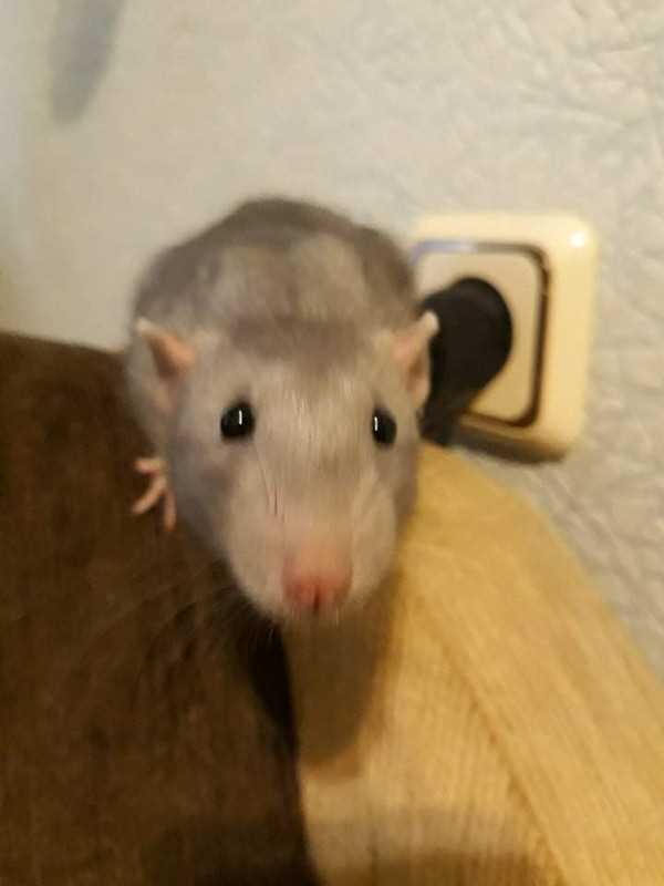 Почему крысы издают звуки воркования?