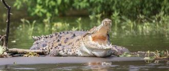 Почему крокодил называется крокодилом