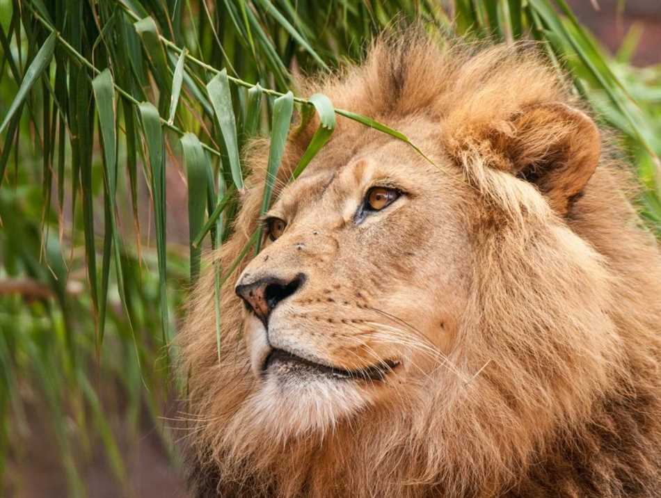 Лев и его физические характеристики