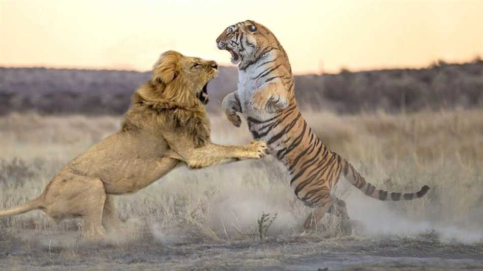 Почему лев царь зверей а не тигр?