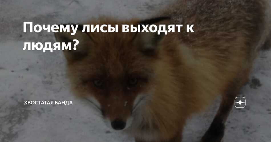  Поиск продовольствия 