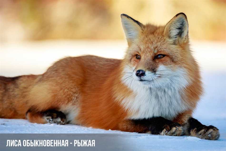 Сравнение особенностей псов и кошек