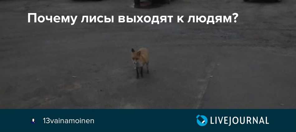 Как лисы осваивают городскую среду и приспосабливаются к ней?