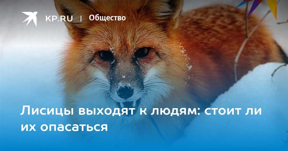 Как городская среда влияет на поведение лис?