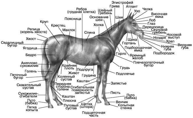 Различия между парнокопытными и непарнокопытными животными