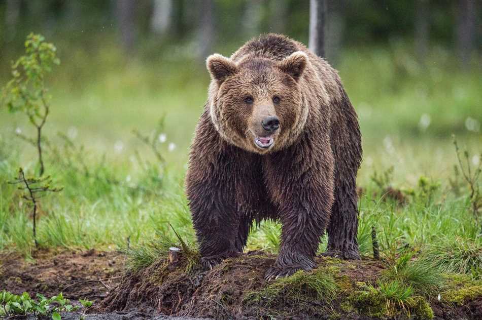 Почему люди боятся медведей?